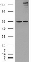 DIP13B Antibody