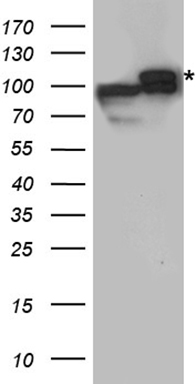 DISC1 Antibody