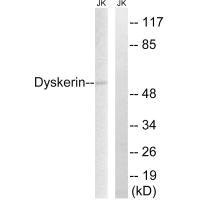 DKC1 Antibody