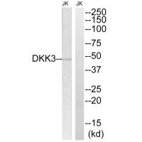 DKK3 Antibody