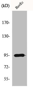 DLGAP5 Antibody