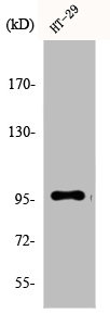 DMGDH Antibody