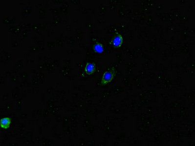 DMXL2 Antibody