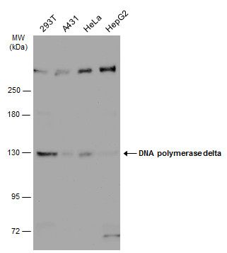 DNA polymerase delta Rabbit Polyclonal Antibody