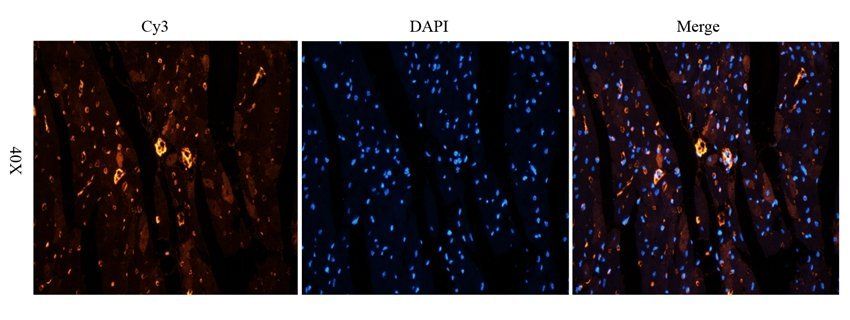 DNA polymerase theta Rabbit Polyclonal Antibody