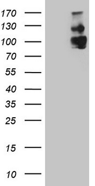 LRRC6 Antibody