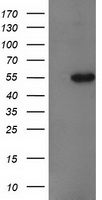 DNAJA2 Antibody