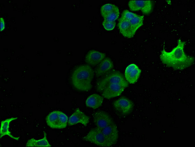 DNAJA3 Antibody