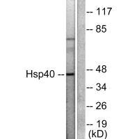 DNAJB1 Antibody