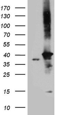 DNAJB4 Antibody