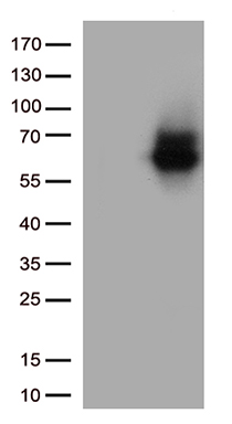 DNAJB4 Antibody