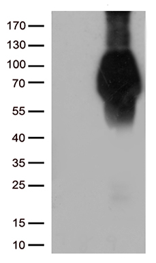 DNAJB5 Antibody