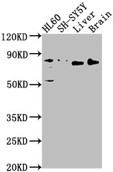 DNAJC10 Antibody