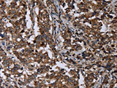 DNAJC15 Antibody
