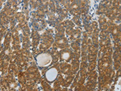 DNAJC3 Antibody