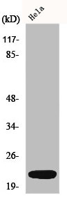 DNAL1 Antibody