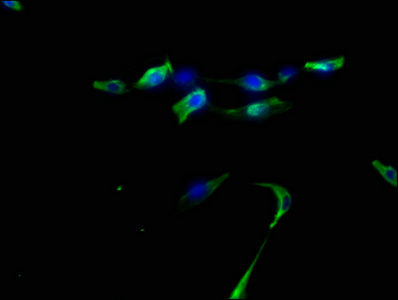 DNER Antibody