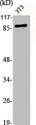 DNM1 Antibody