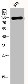 DNM1 Antibody