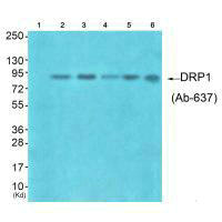 DNM1L Antibody