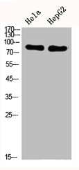 DNM1L Antibody