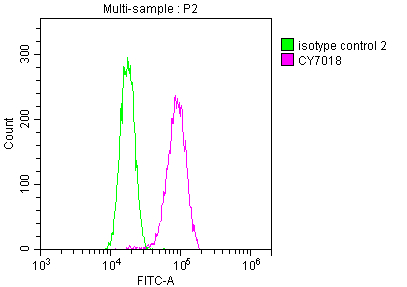 DNM2 Antibody