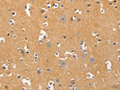 DNM3 Antibody