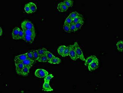 DOC2B Antibody