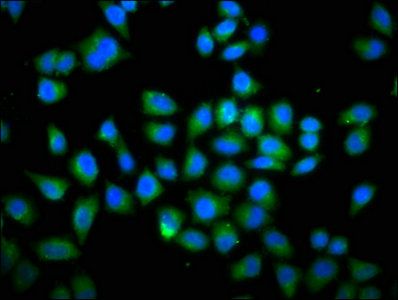 DOCK1 Antibody