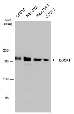 DOCK1 antibody