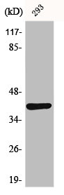 DOK4 Antibody