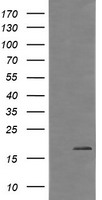 DOK7 Antibody