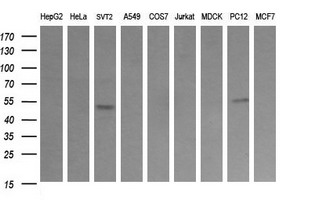DOK7 Antibody