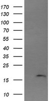 DOK7 Antibody