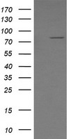 DOK7 Antibody