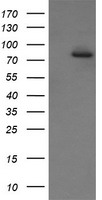 DOK7 Antibody