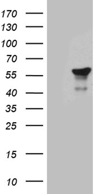 TFDP2 Antibody