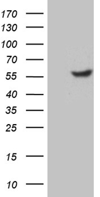 TFDP2 Antibody