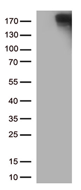 DP2 Antibody