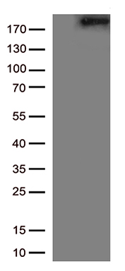 DP2 Antibody