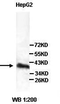 DPF1 Rabbit Polyclonal Antibody
