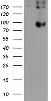 DPP9 Antibody