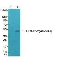DPYSL2 Antibody