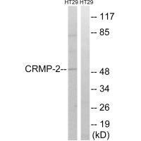 DPYSL2 Antibody