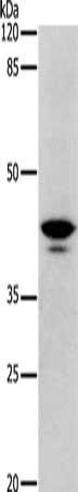 DRD4 Antibody