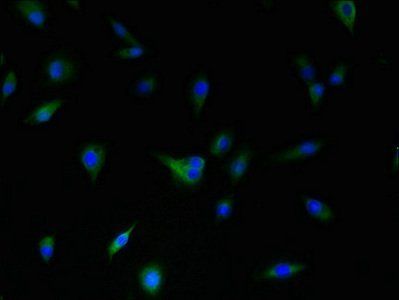 DRD5 Antibody