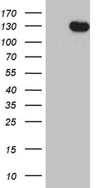 DBN1 Antibody