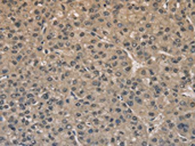 DRG1 Antibody