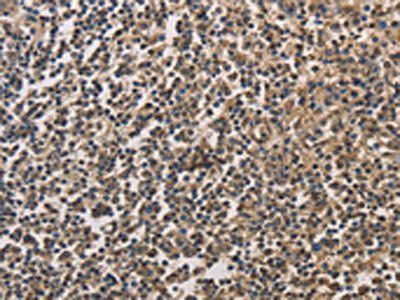 DRG1 Antibody