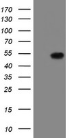 DNM1L Antibody